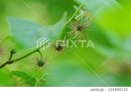 ヒメコウゾの雌花 124400110