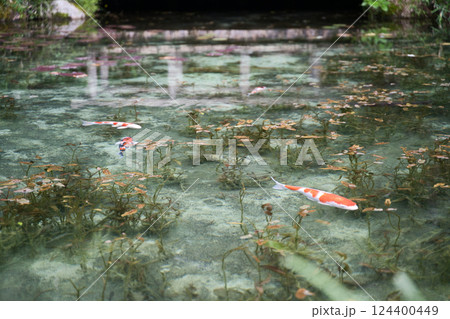 透明な池を泳ぐ錦鯉② 124400449