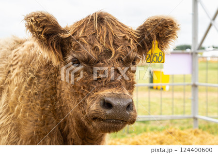 Galloway cattle breed for meat production Galloway cattle breed for meat production 124400600