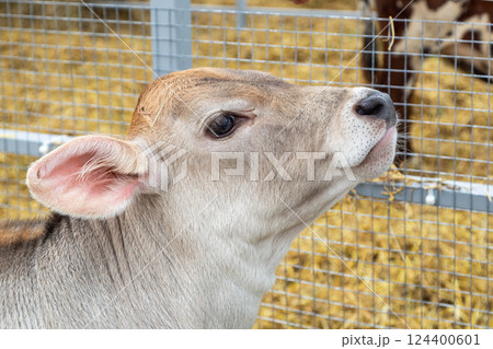 young calf of Swiss cattle breed 124400601