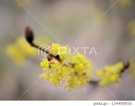 曇天の3月に咲いた黄色いダンコウバイの花 曇天の3月に咲いた黄色いダンコウバイの花 124400658