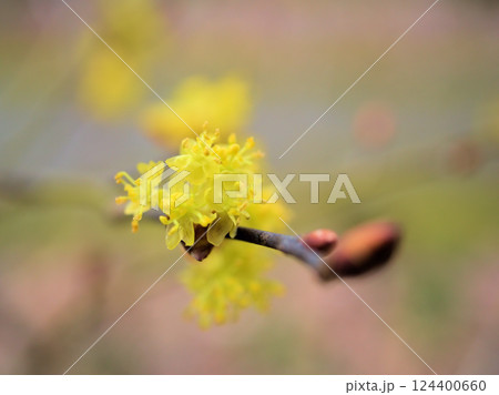 曇天の3月に咲いた黄色いダンコウバイの花 124400660