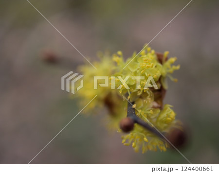 曇天の3月に咲いた黄色いダンコウバイの花 曇天の3月に咲いた黄色いダンコウバイの花 124400661