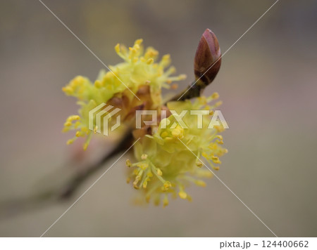 曇天の3月に咲いた黄色いダンコウバイの花 曇天の3月に咲いた黄色いダンコウバイの花 124400662