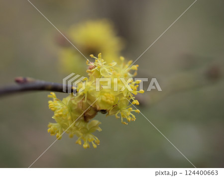 曇天の3月に咲いた黄色いダンコウバイの花 124400663