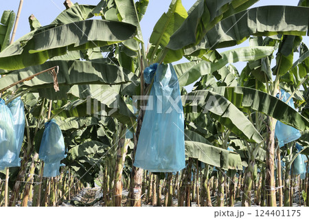 Banana bunches are covered with plastic bags to keep out insects 124401175