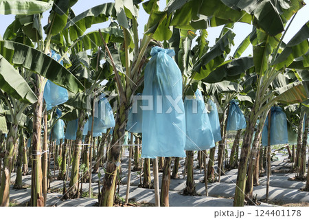 Banana bunches are covered with plastic bags to keep out insects 124401178