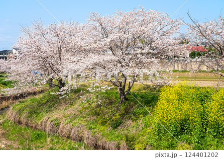 《鹿化川千本桜》三重県四日市市 《鹿化川千本桜》三重県四日市市 124401202