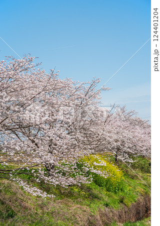 《鹿化川千本桜》三重県四日市市 124401204