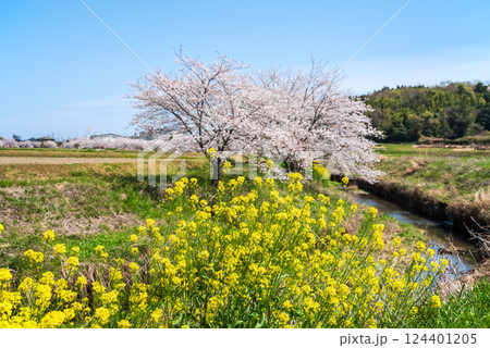 《鹿化川千本桜》三重県四日市市 124401205