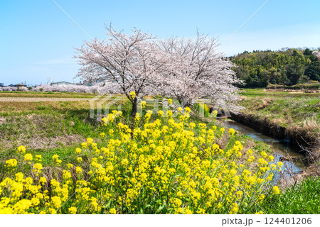《鹿化川千本桜》三重県四日市市 124401206