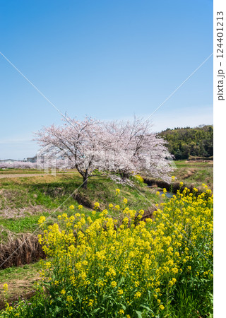 《鹿化川千本桜》三重県四日市市 《鹿化川千本桜》三重県四日市市 124401213