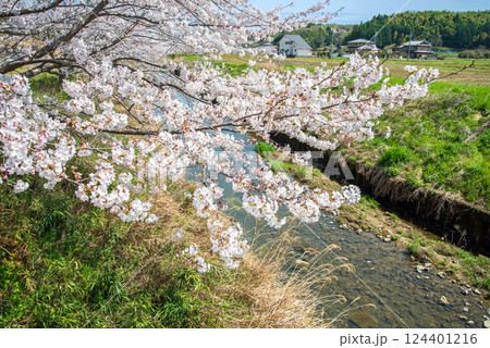 《鹿化川千本桜》三重県四日市市 124401216