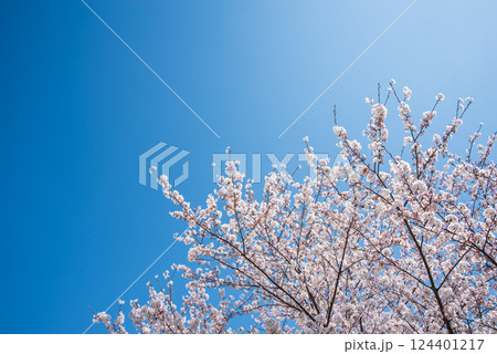 桜・青空バック 桜・青空バック 124401217