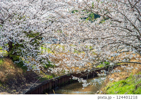 《鹿化川千本桜》三重県四日市市 124401218