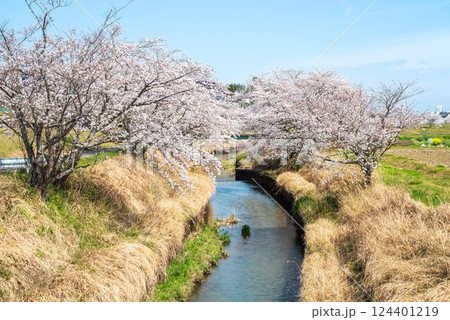 《鹿化川千本桜》三重県四日市市 124401219
