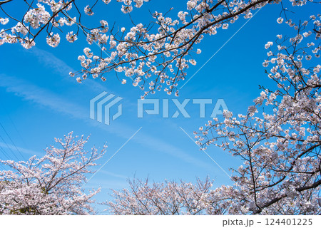 桜のフレーム 桜のフレーム 124401225
