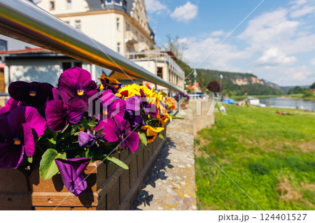 Vibrant scenic purple yellow pansies viola bloom wooden containers pot Elbe river Wehlen town embankment Sachsische Schweiz National Park valley sunny day. Europe travel nature landscape destination Vibrant scenic purple yellow pansies viola bloom wooden containers pot Elbe river Wehlen town embankment Sachsische Schweiz National Park valley sunny day. Europe travel nature landscape destination 124401527