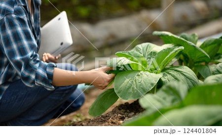 Female agronomist inspecting green leafy vegetables in a greenhouse. Female agronomist inspecting green leafy vegetables in a greenhouse. 124401804
