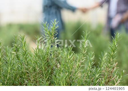 Rosemary plants growing in green house with two farmer shaking hands in the background. Agriculture partnership concept Rosemary plants growing in green house with two farmer shaking hands in the background. Agriculture partnership concept 124401905