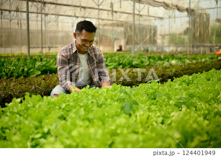 Farmer picking or inspecting green lettuce inside the polytunnel greenhouse 124401949