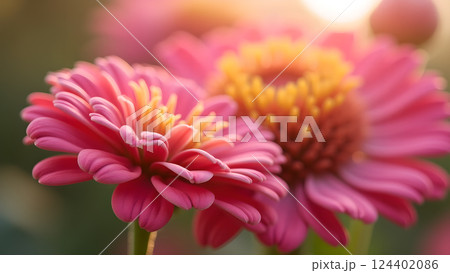 Soft Pink Daisies in Dreamy Sunlight Garden Soft Pink Daisies in Dreamy Sunlight Garden 124402086