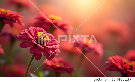 Soft Pink Daisies in Dreamy Sunlight Garden 124402137