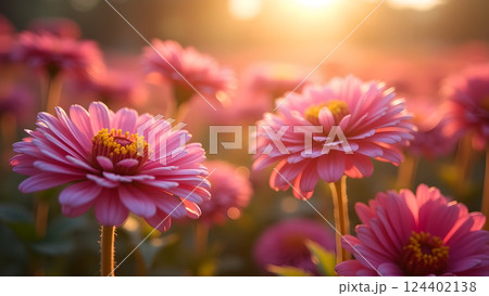 Soft Pink Daisies in Dreamy Sunlight Garden 124402138