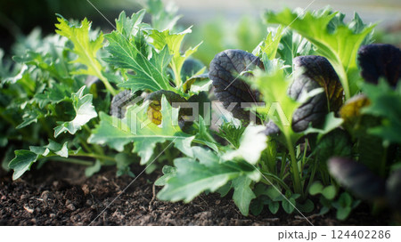 Food background of salad mix in an outdoor home garden. Mizuna and Mustard. Growing fresh vegetables and herbs. Food background of salad mix in an outdoor home garden. Mizuna and Mustard. Growing fresh vegetables and herbs. 124402286