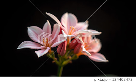 Delicate Peach Blossoms on Branch in Warm Sunset Delicate Peach Blossoms on Branch in Warm Sunset 124402472
