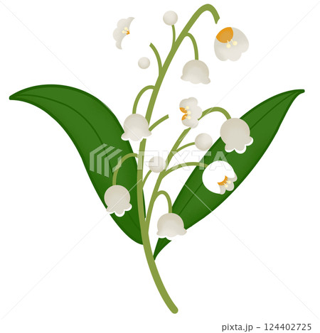 lily of the valley  lily of the valley  124402725