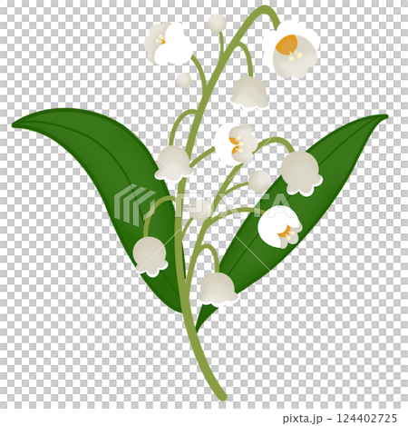 lily of the valley  lily of the valley  124402725