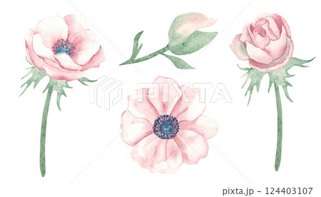 Anemone Flower set. Top and side view, buds and petals. Watercolor hand drawn botanical illustration on a white background. For greeting birthday cards, wedding invitation, save the date and mothers 124403107