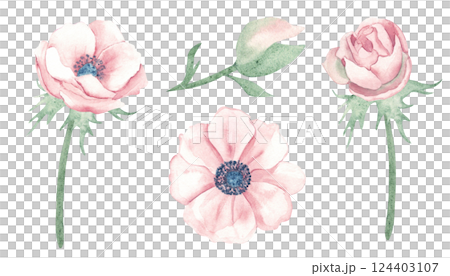 Anemone Flower set. Top and side view, buds and petals. Watercolor hand drawn botanical illustration on a white background. For greeting birthday cards, wedding invitation, save the date and mothers 124403107