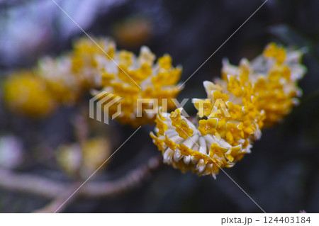 ミツマタ ミツマタ 124403184