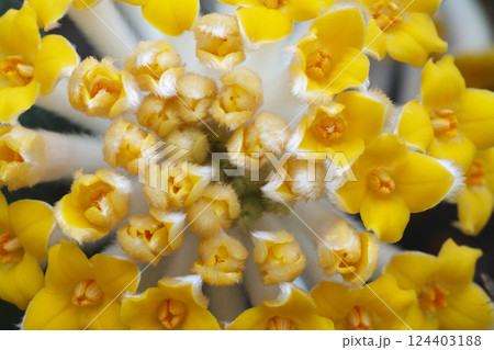 ミツマタ 124403188