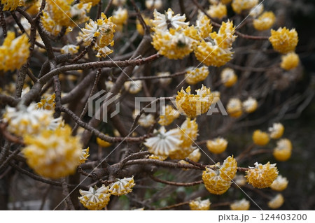 ミツマタ 124403200