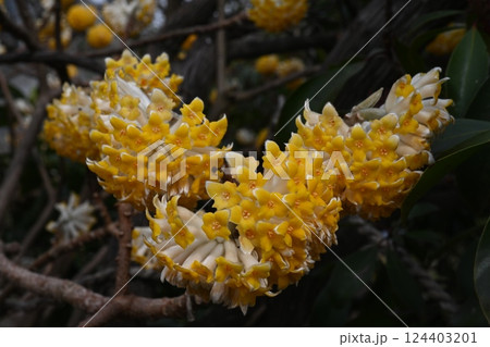 ミツマタ ミツマタ 124403201