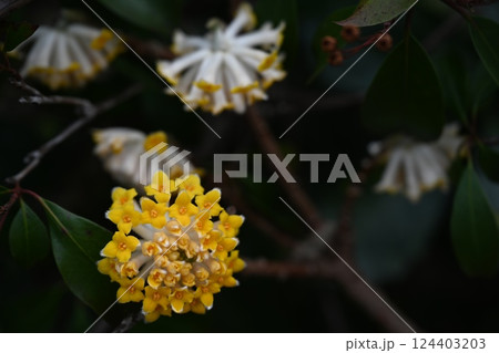 ミツマタ 124403203