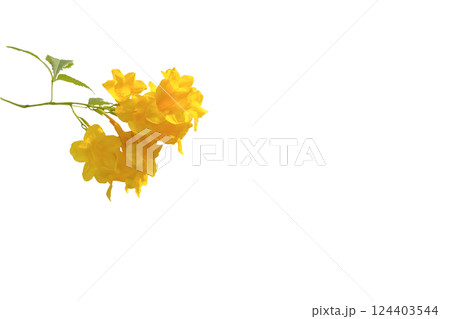 Cut out yellow flowers on white background 124403544