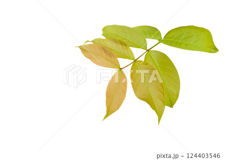 Cut out of young Lagerstroemia speciosa or Queens flower leaves on a white background with clipping paths. The detailed structure emphasizing the leaves natural beauty and form. 124403546