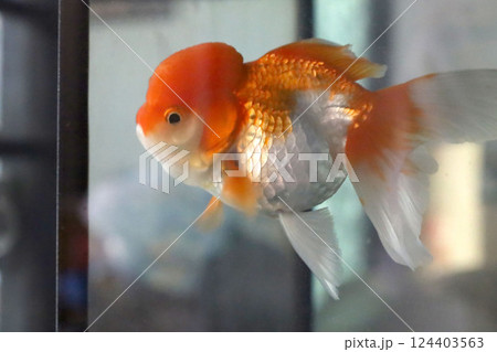 Cute Oranda Goldfish 124403563