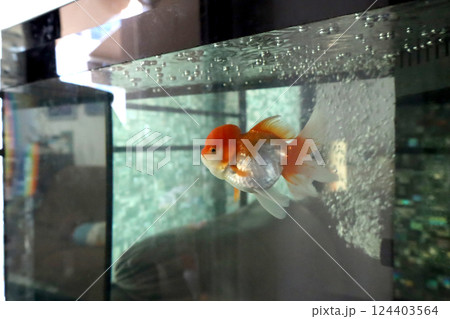 Cute Oranda Goldfish Cute Oranda Goldfish 124403564