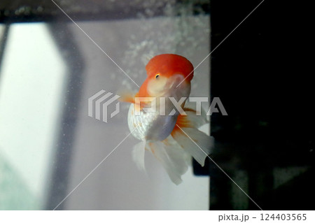 Cute Oranda Goldfish 124403565