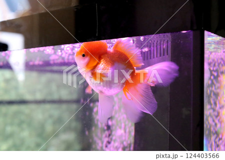 Cute Oranda Goldfish Cute Oranda Goldfish 124403566