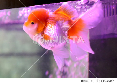 Cute Oranda Goldfish Cute Oranda Goldfish 124403567