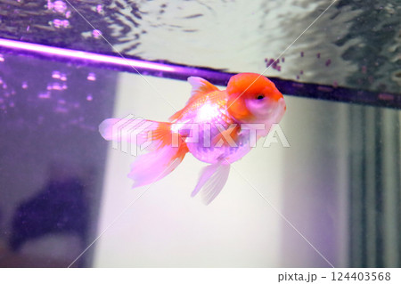 Cute Oranda Goldfish 124403568