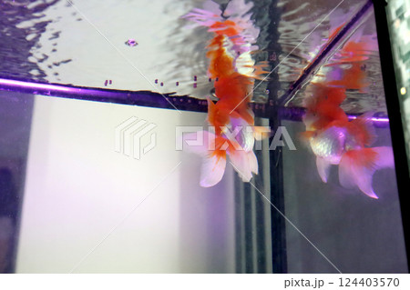 Cute Oranda Goldfish Cute Oranda Goldfish 124403570