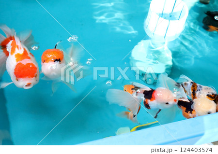 Many Kind of Goldfish 124403574