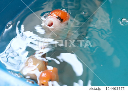 Many Kind of Goldfish Many Kind of Goldfish 124403575